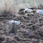 С этой недели в Крыму все желающие посадить дерево смогут получить саженцы бесплатно