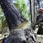 ГАИ настаивает на вырубке деревьев вдоль дорог Крыма
